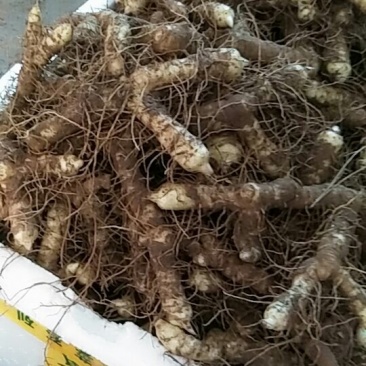 【荐】我有玉竹诚信经营质量保证火爆热卖中