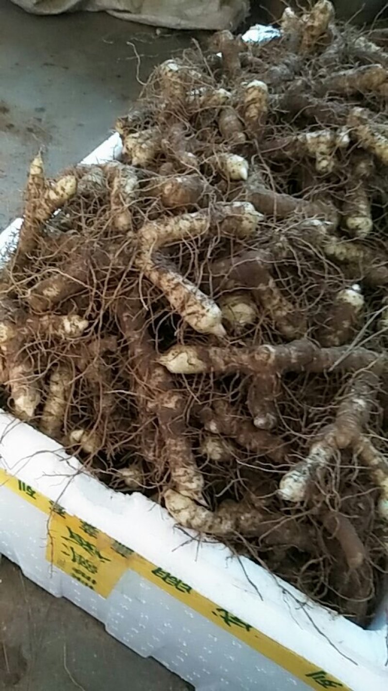 【荐】我有玉竹诚信经营质量保证火爆热卖中