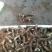 【荐】我有玉竹诚信经营质量保证火爆热卖中