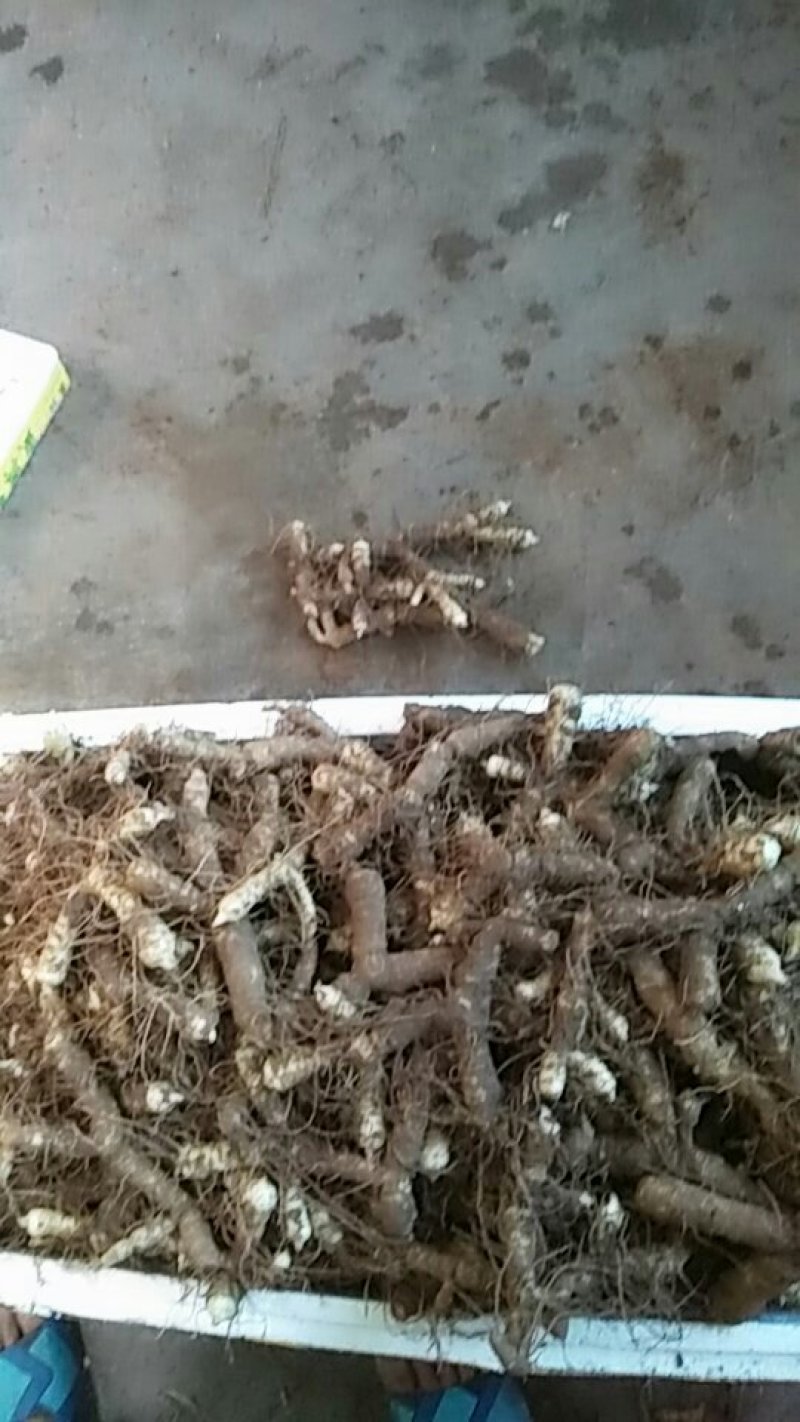 【荐】我有玉竹诚信经营质量保证火爆热卖中