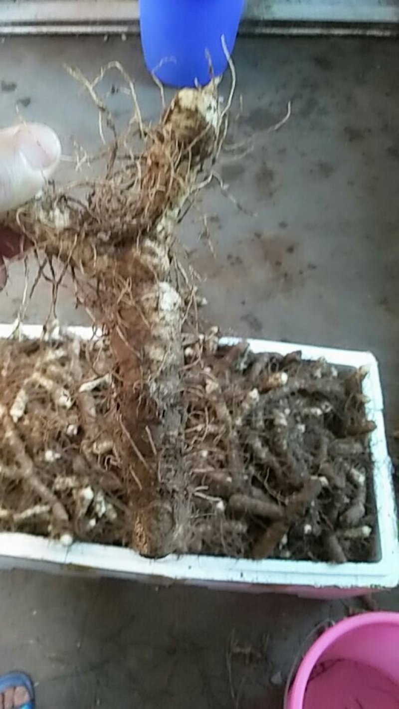 【荐】我有玉竹诚信经营质量保证火爆热卖中