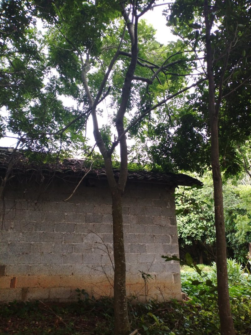 黄花梨树