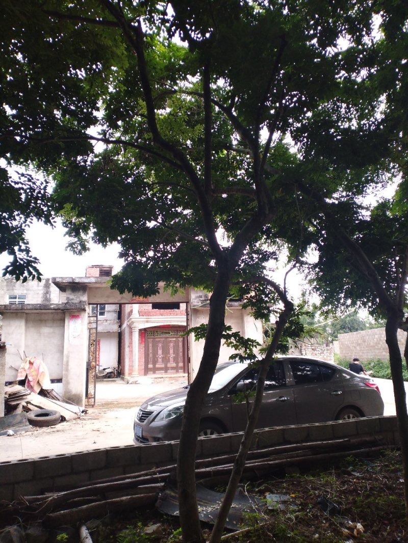 黄花梨树