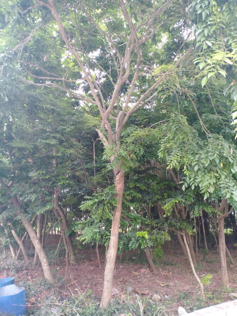 黄花梨树