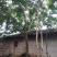 黄花梨树