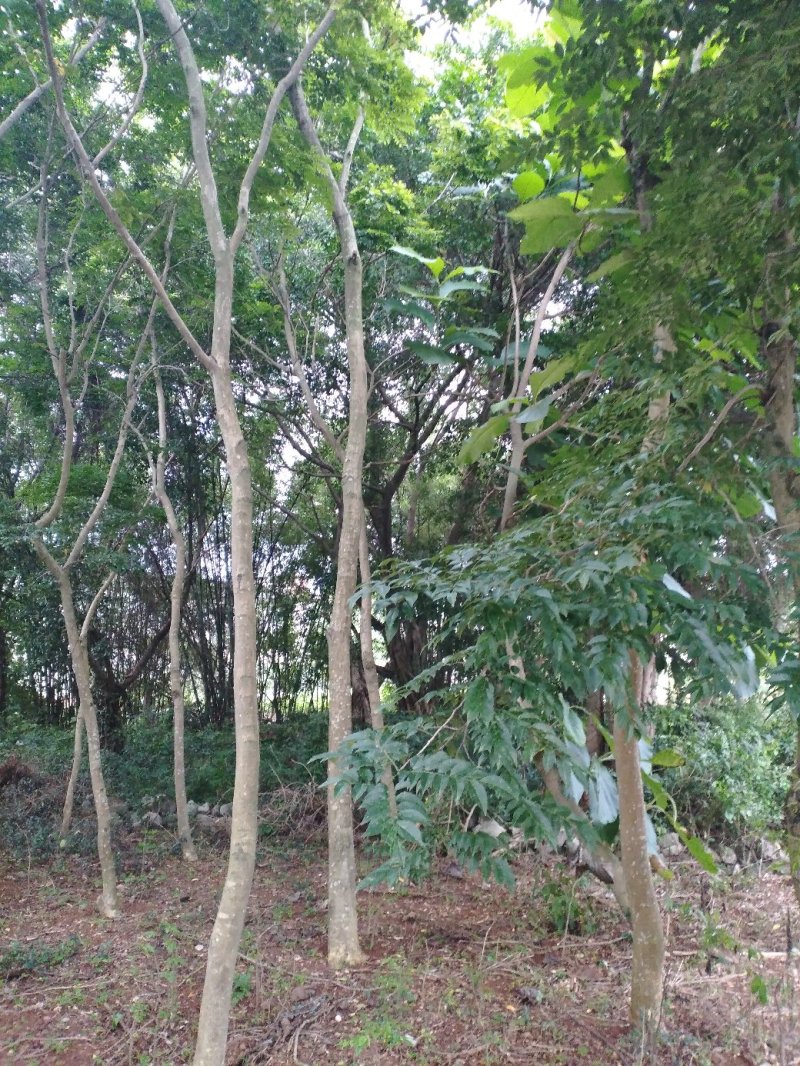 黄花梨树