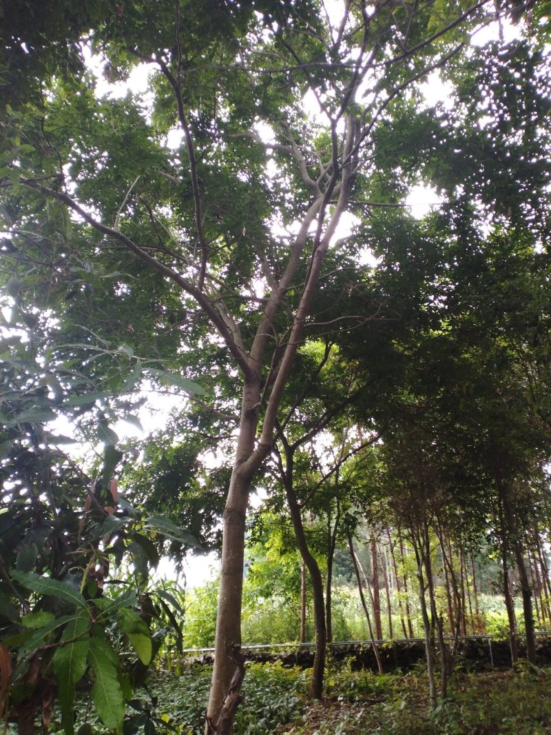 黄花梨树