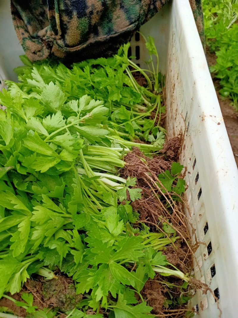 芹菜苗