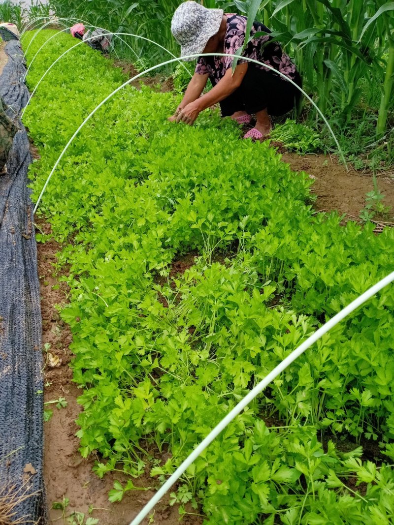 芹菜苗