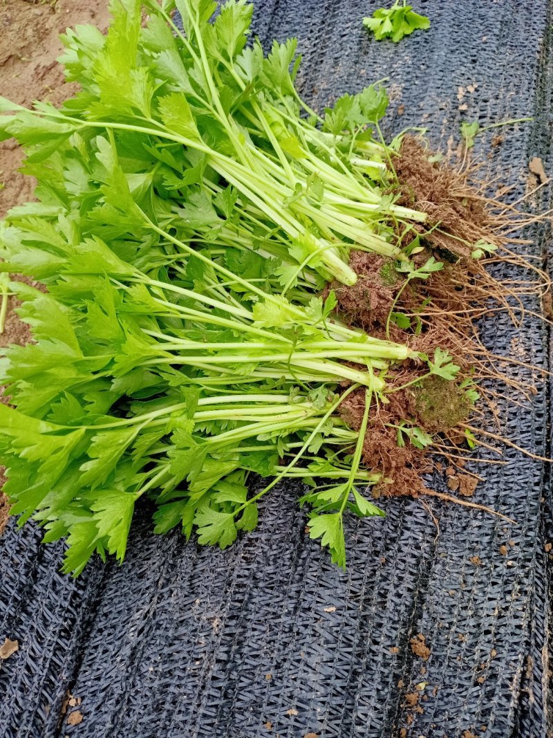 芹菜苗