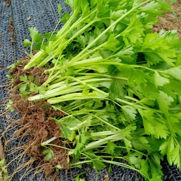 芹菜苗