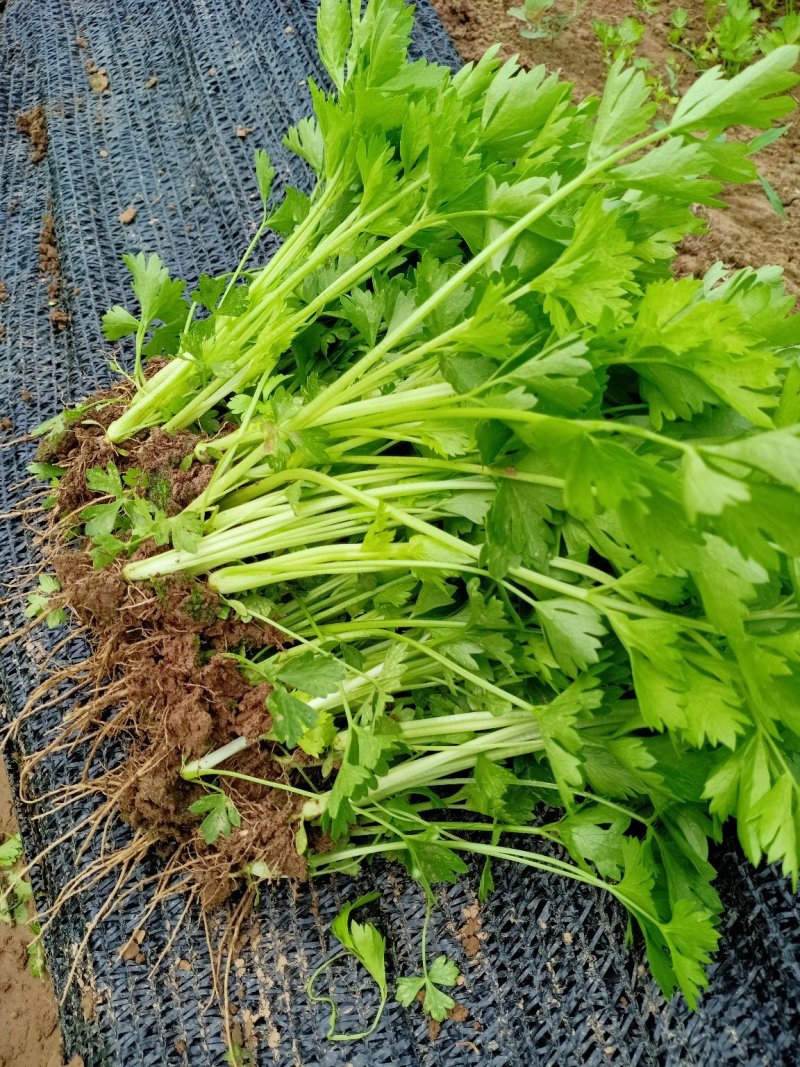 芹菜苗