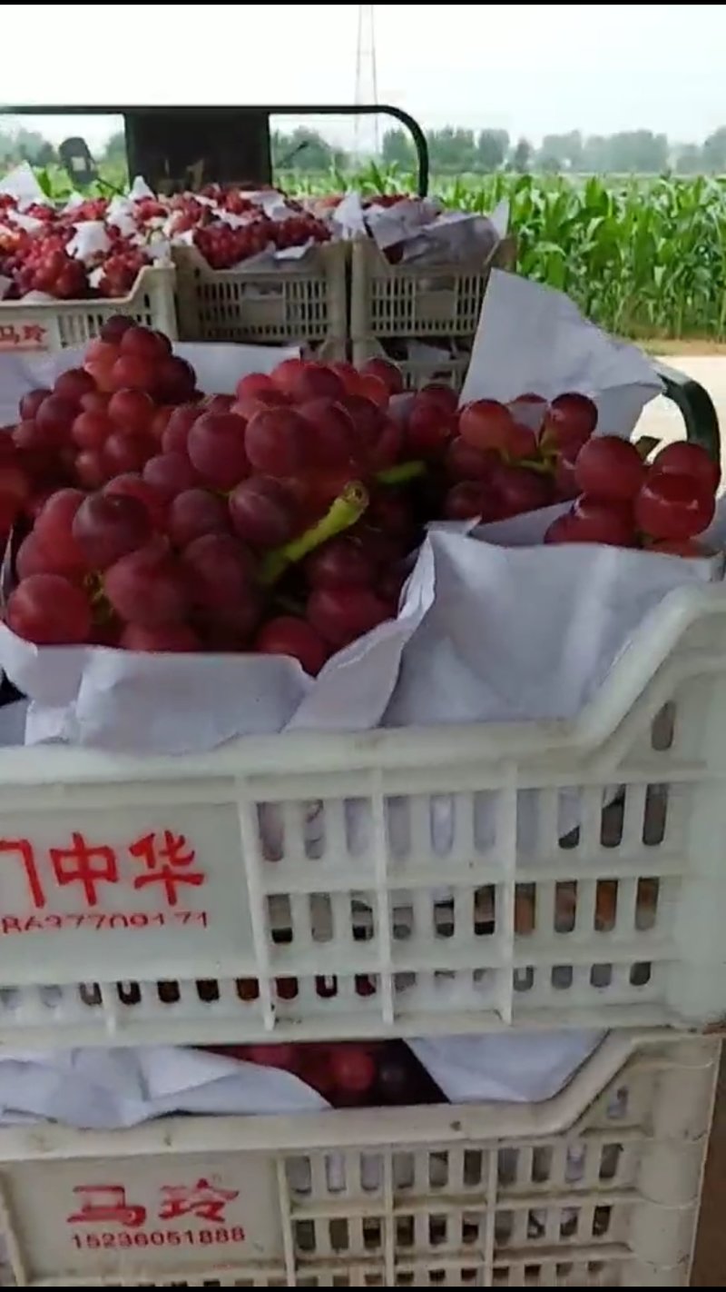 巨峰葡萄大量上市啦