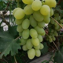 维多利亚青提葡萄，种植基地，大棚种植