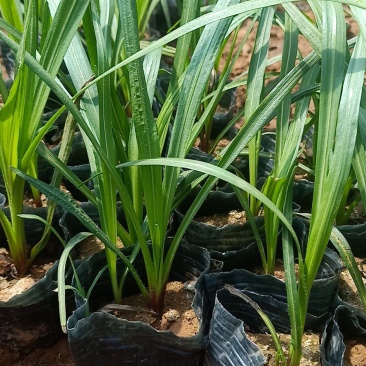 蛇鞭菊绿化工程苗基地直销量大从优