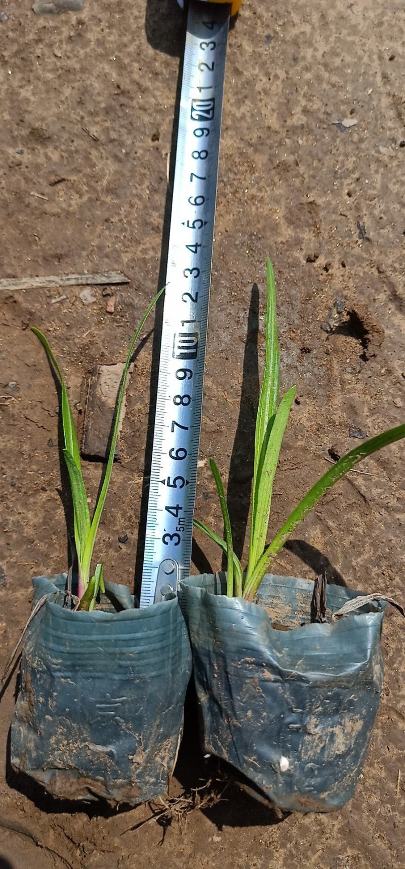 蛇鞭菊绿化工程苗基地直销量大从优