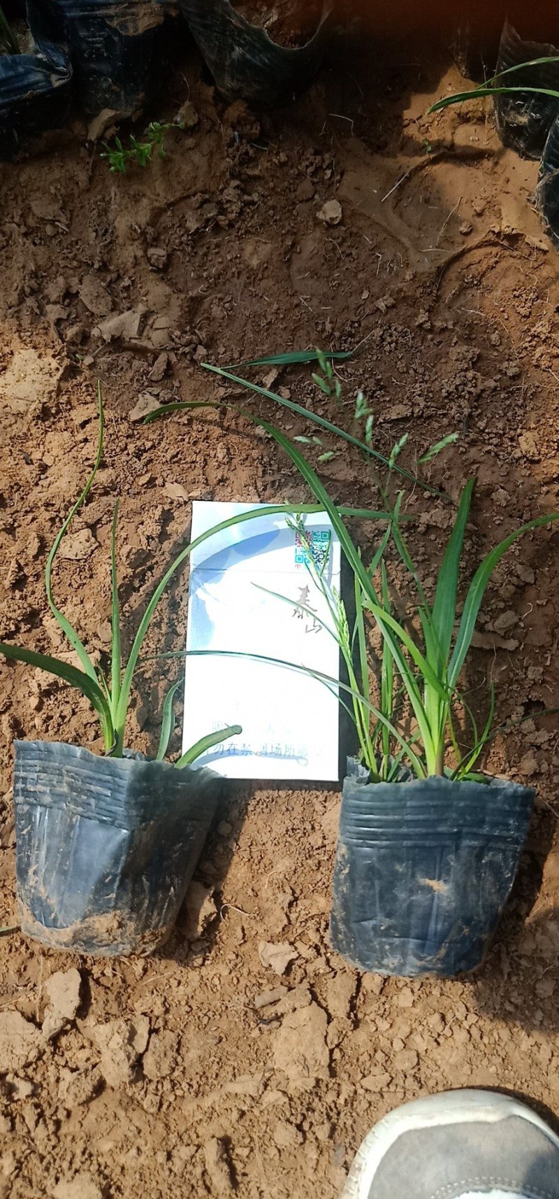 蛇鞭菊绿化工程苗基地直销量大从优