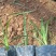蛇鞭菊绿化工程苗基地直销量大从优