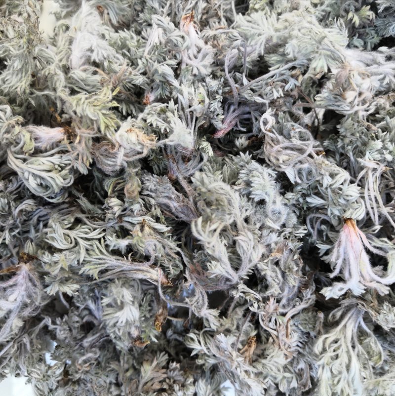 野生茵陈新鲜泡茶绵茵陈