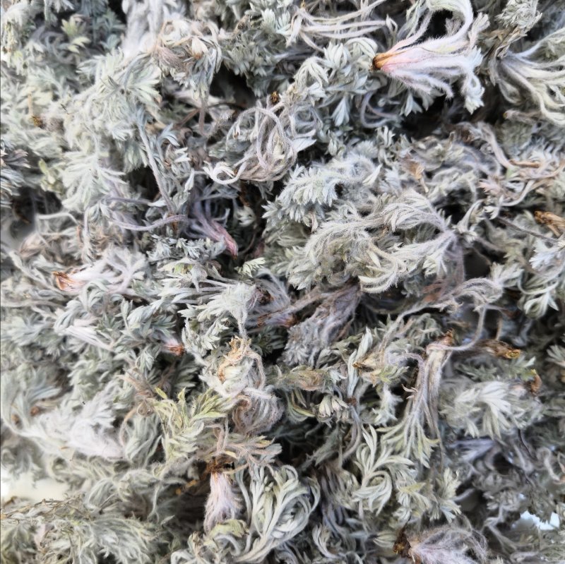 野生茵陈新鲜泡茶绵茵陈