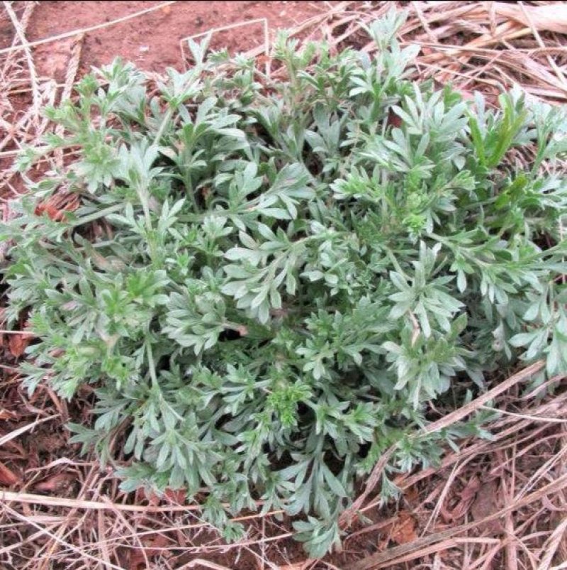 野生茵陈新鲜泡茶绵茵陈
