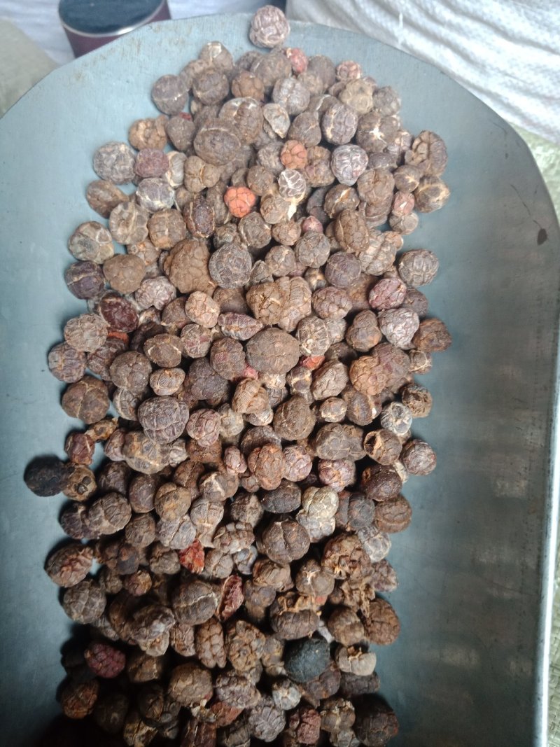 砂仁阳春砂仁壳砂国产批发零售各种规格中药材