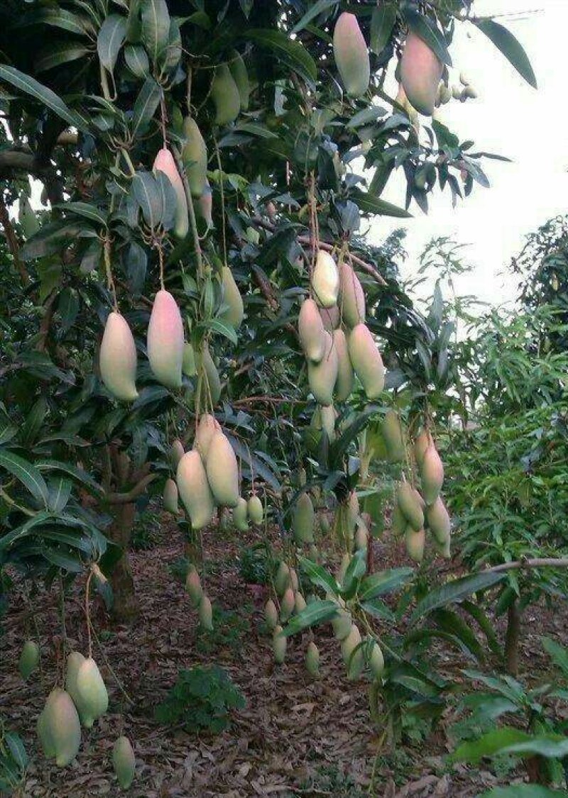 百色芒果供应