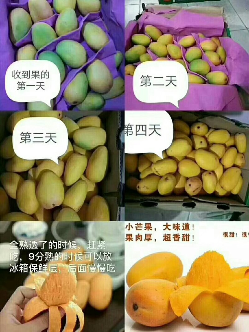 百色芒果供应