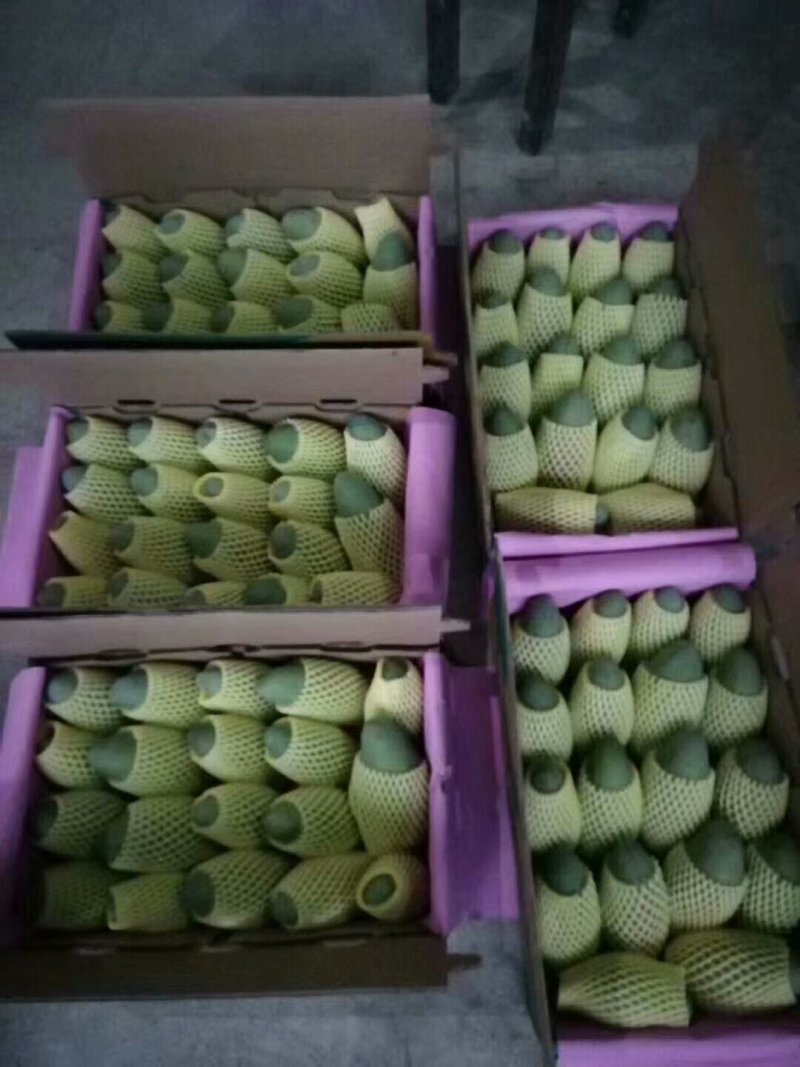 百色芒果供应