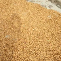 出售大量仁用杏核