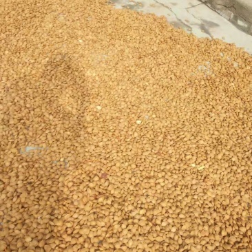 出售大量仁用杏核