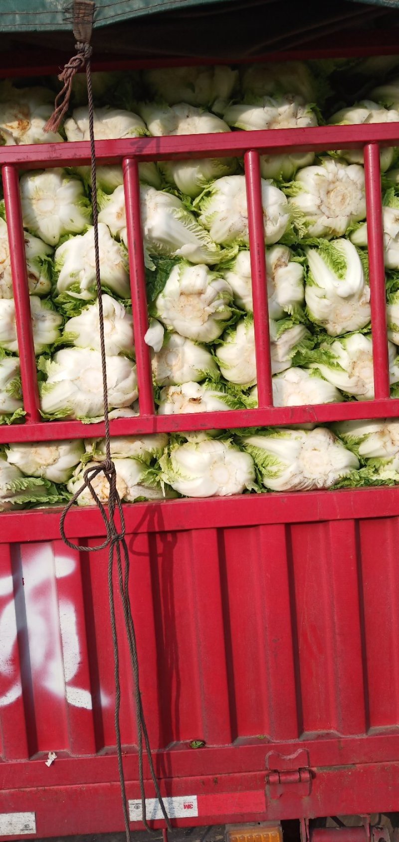 威宁高山大白菜