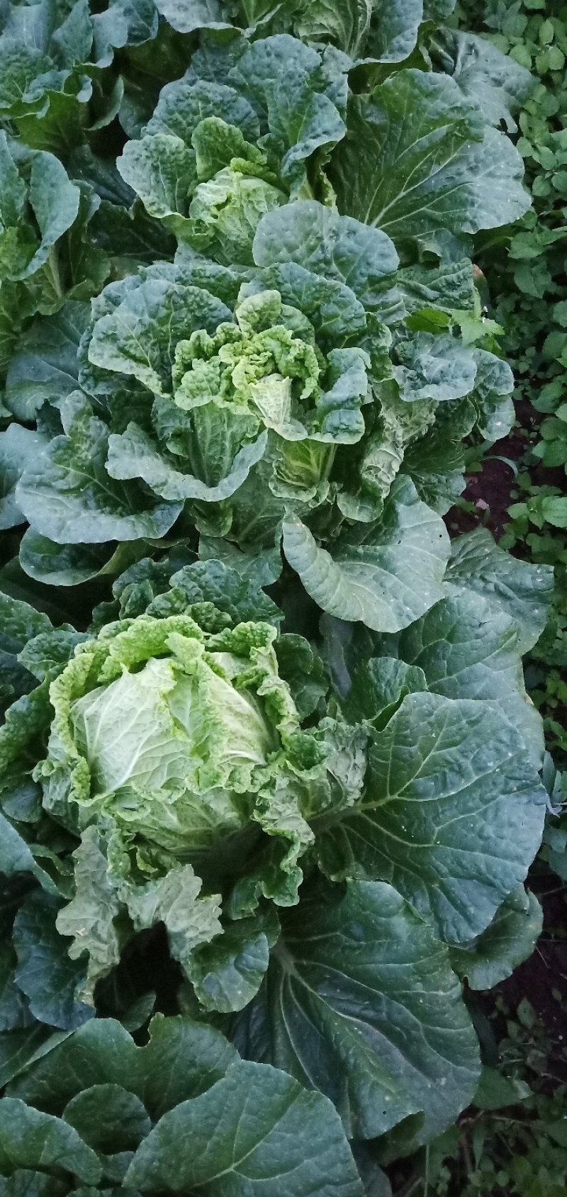 威宁高山大白菜