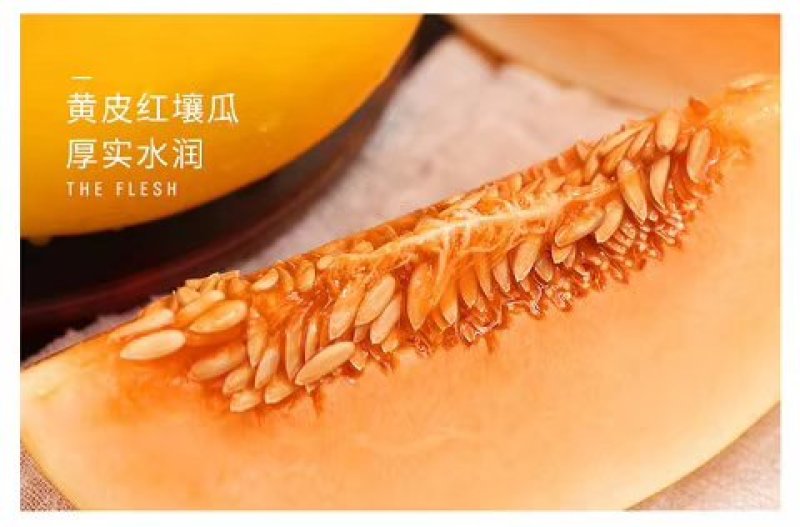 【翼鹏菜业】民勤蜜瓜全国供应，支持一件代发，保质保量