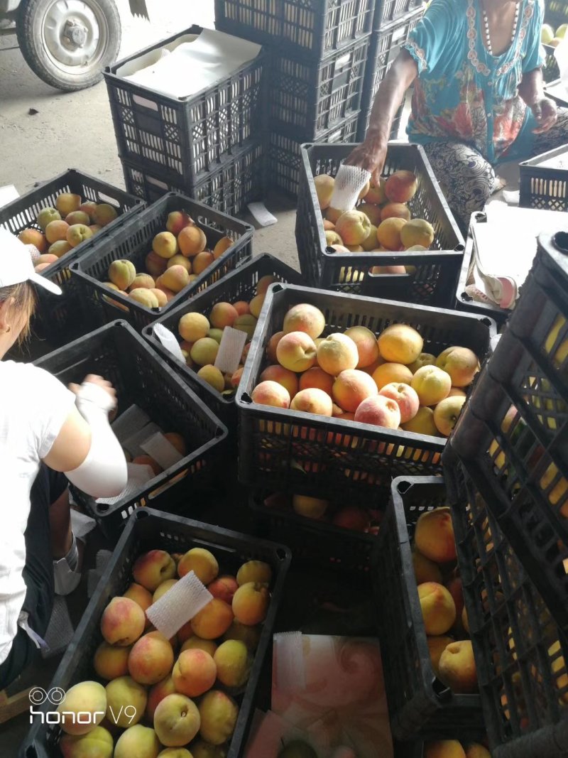 砀山黄桃精品黄桃4两以上大量上市货源充足