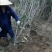 常年批发零售丛生丁香花苗价格优惠，规格齐全