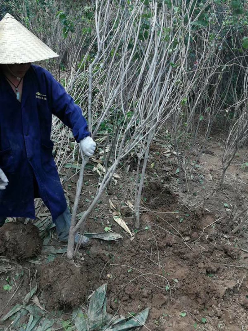 常年批发零售丛生丁香花苗价格优惠，规格齐全