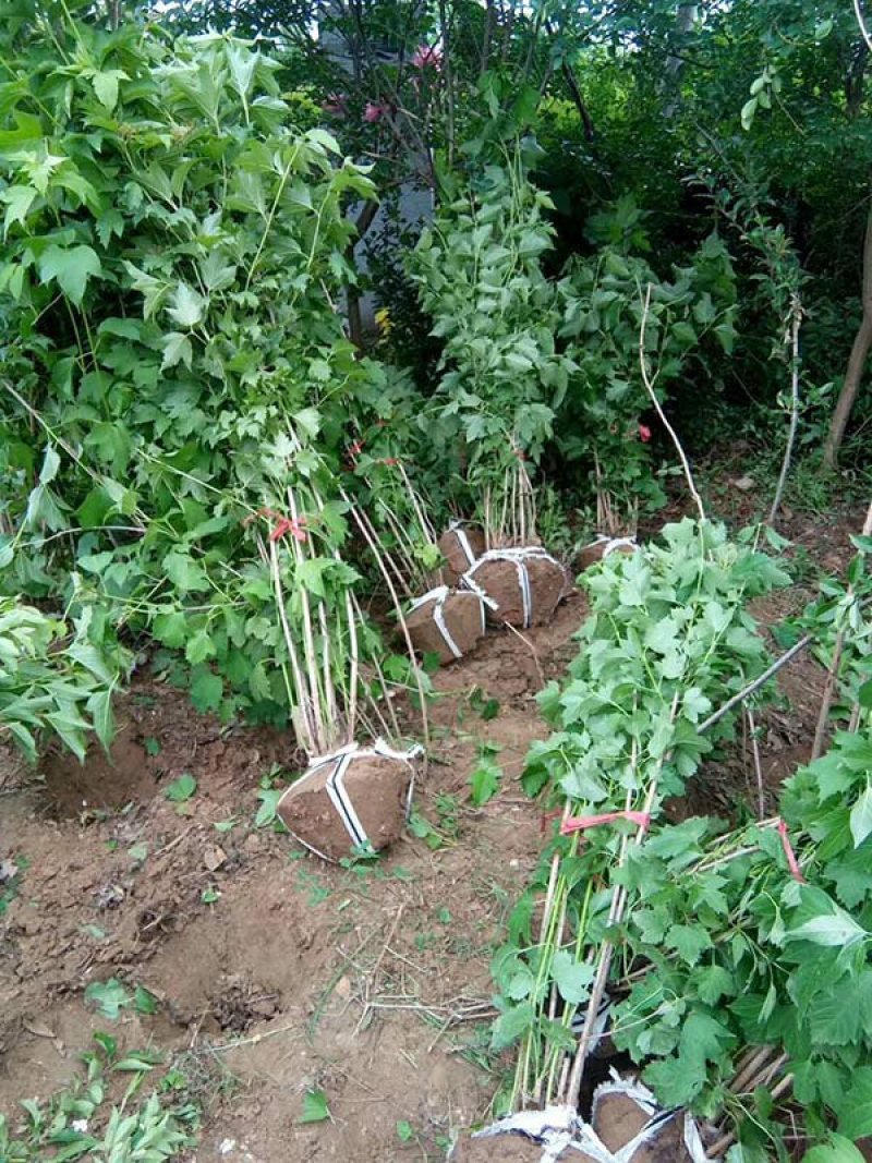 常年批发零售丛生丁香花苗价格优惠，规格齐全
