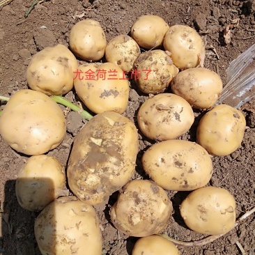 尤金885精品土豆辽宁产地直销一手货源库存量大
