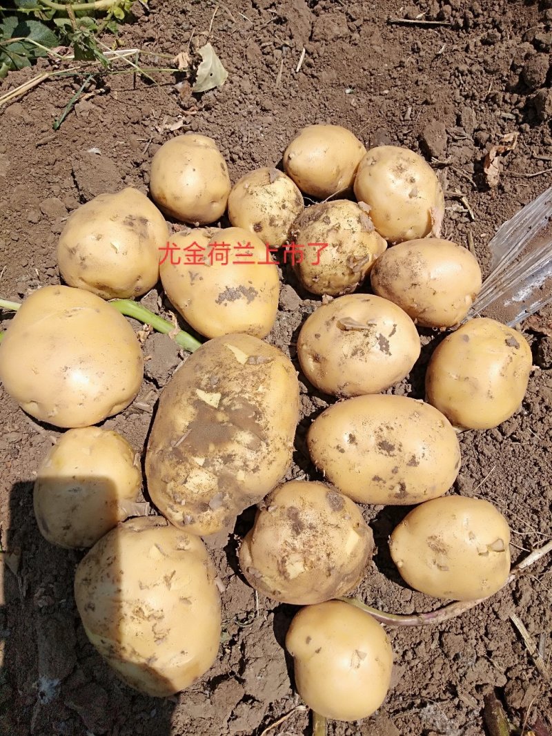 尤金885精品土豆辽宁产地直销一手货源库存量大