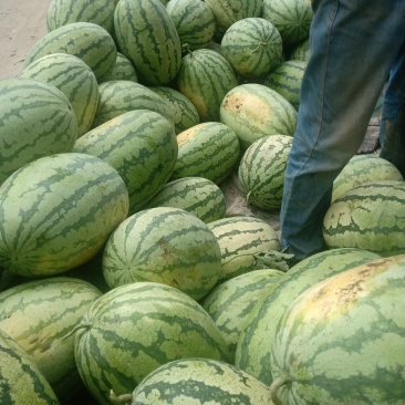 大量金城五