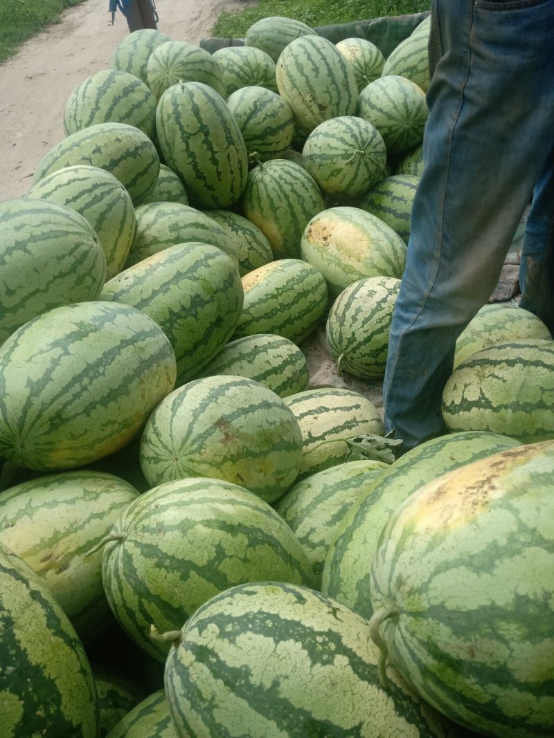 大量金城五