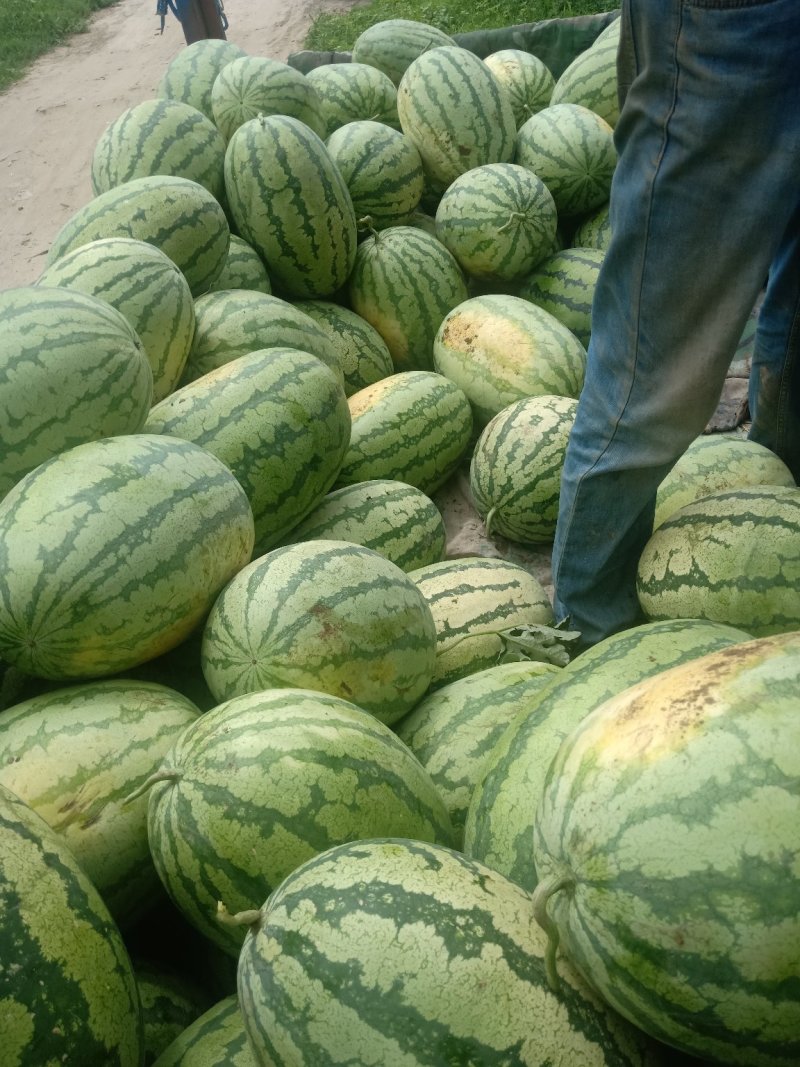 大量金城五