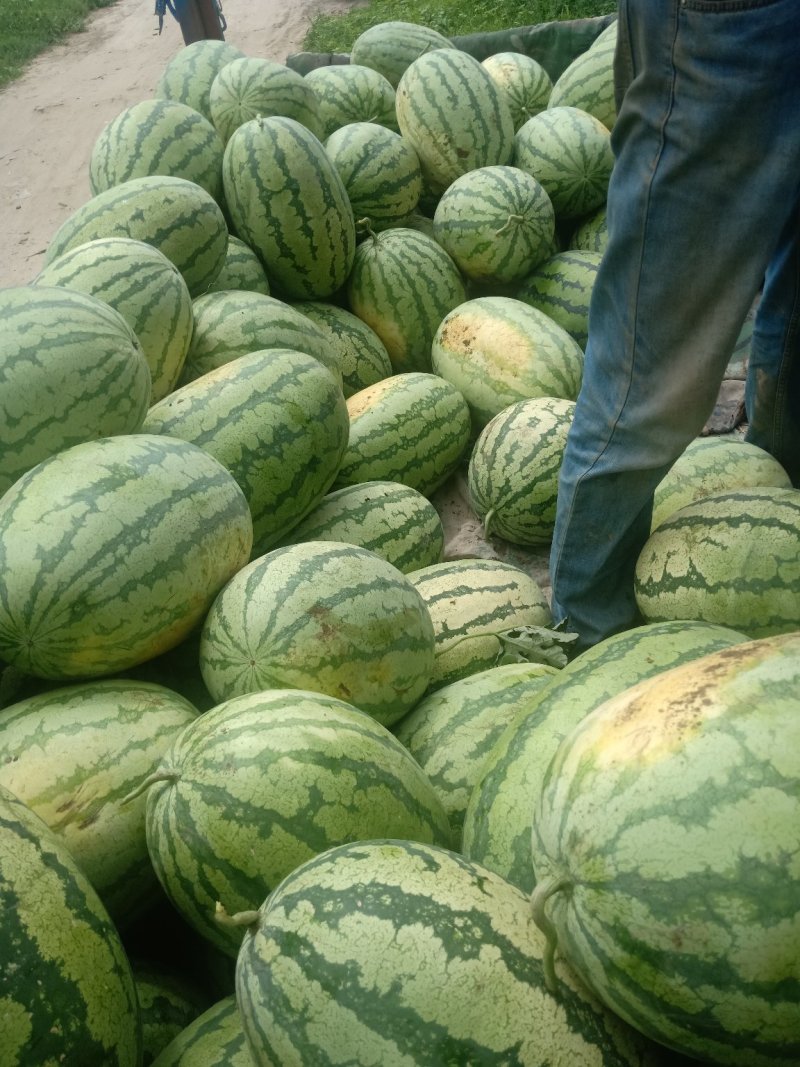 大量金城五