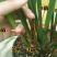 墨兰四季建兰兰花苗绿植花卉办公室内客厅植物
