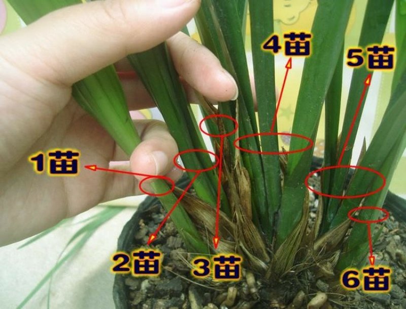 墨兰四季建兰兰花苗绿植花卉办公室内客厅植物