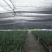 墨兰四季建兰兰花苗绿植花卉办公室内客厅植物