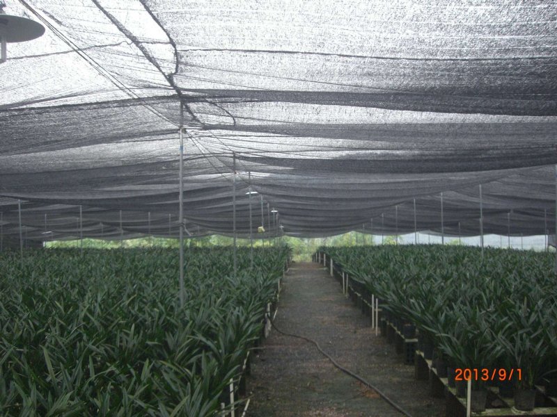墨兰四季建兰兰花苗绿植花卉办公室内客厅植物