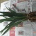 墨兰四季建兰兰花苗绿植花卉办公室内客厅植物