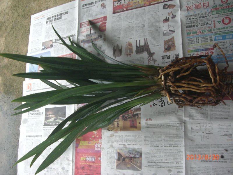墨兰四季建兰兰花苗绿植花卉办公室内客厅植物